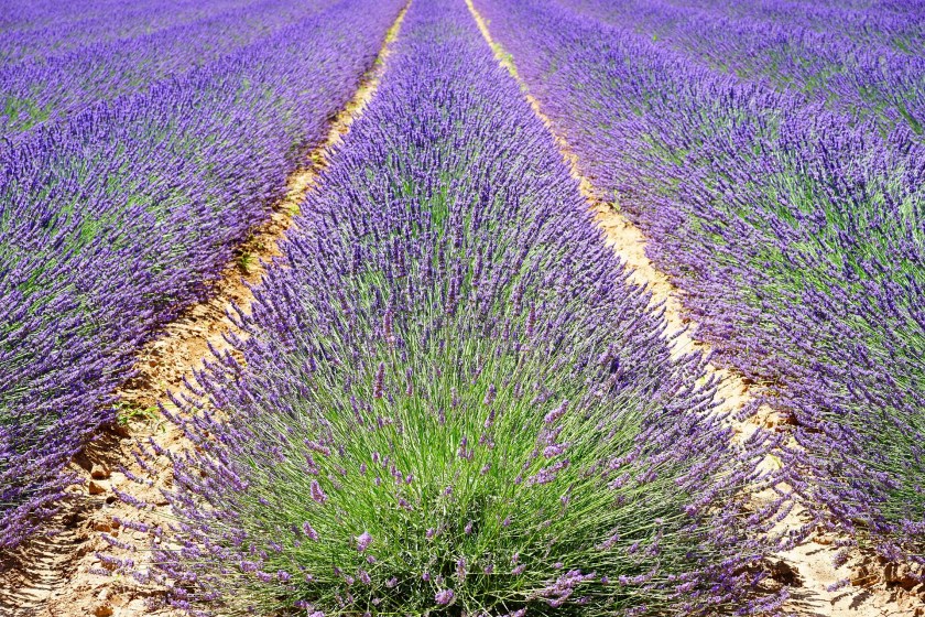 A field of lavender flowers interrupted by two vertical lines indicating repeated passage of cars/carts through it on these tracks. 