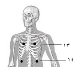 الجزء العلوي من الهيكل العظمي البشري موضح عليه نقطتين يمين ويسار الجسم بين الضلعين الثالث والرابع.