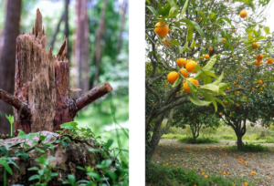 صورتان لشجرتين إحداهما يانعة مثمرة والأخرى مقطوعة يابسة